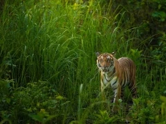 Tiger amongst the forest in Dudhwa National Park, India.