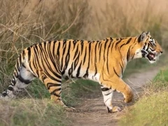 Tiger crossing a track in India.