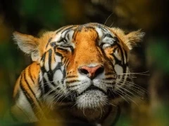Close-up of a tiger, India.