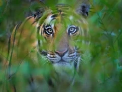 Tiger amongst the grass, in India.
