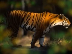 Tiger in India.