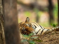 A tiger at rest amongst the trees, India.