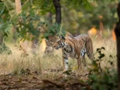 A tigress walking through its territory, in India.
