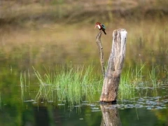 White-throated kingfisher in India.