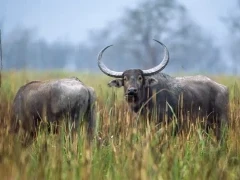 Asian water buffalo in India.