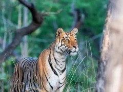 Young tigress in Pench National Park, India.