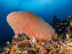 A reefscape in Indonesia