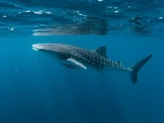 A whale shark in Indonesia
