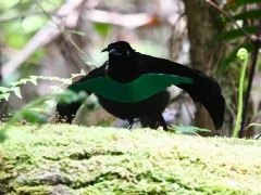Bird of paradise in Indonesia.