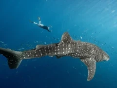 Snorkeller swimming alongside a whale shark in Cenderawasih Bay, Indonesia.