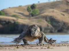 Komodo dragon running towards the camera, Indonesia.