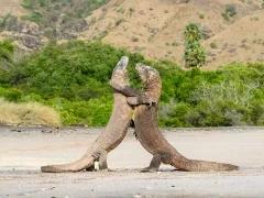 Two Komodo dragons fighting on the beach, Indonesia.