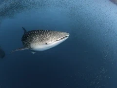 Whale shark swimming through shoals of fish, Indonesia.