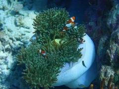 Clown fish in a white anemone, Indonesia.