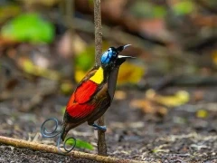 A Wilson's bird-of-paradise in Indonesia