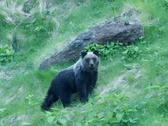 A brown bear on a hill in Hokkaido, Japan.