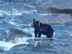 Brown bear waiting to catch fish, in Japan.