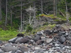 Ezo brown bear in Shiretoko, Hokkaido, Japan.