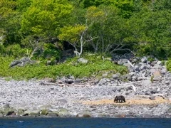 Ezo brown bear in Shiretoko, Hokkaido, Japan.