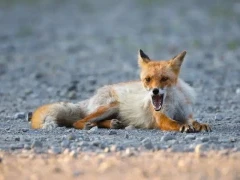 Ezo red fox in Shiretoko, Hokkaido, Japan.