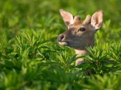 Ezo sika deer in Notsuke, Hokkaido, Japan.