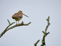 Latham's snipe in Kushiro, Hokkaido, Japan.