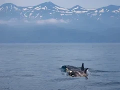 Orca in Shiretoko, Hokkaido, Japan.