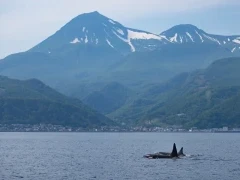 Orca in Shiretoko, Hokkaido, Japan.