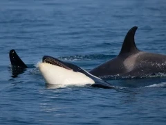 Orca in Shiretoko, Hokkaido, Japan.