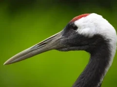 Red-crowned crane in Kushiro, Hokkaido, Japan.