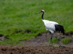 Red-crowned crane in Kushiro, Hokkaido, Japan.
