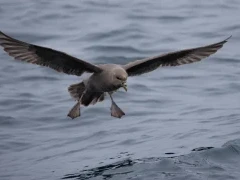Short-tailed shearwater in Shiretoko, Hokkaido, Japan.