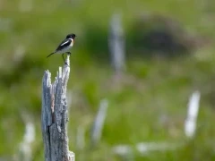 Stonechat at Notsuke, Hokkaido, Japan.