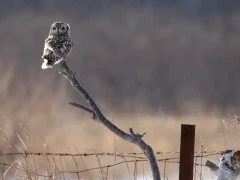 Short-eared owl in Japan.