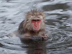 Japanese macaque.