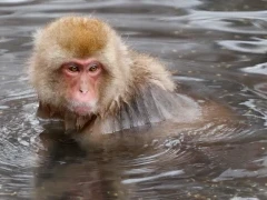 Japanese macaque.