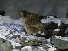 Blakiston's fish owl in Japan.