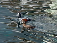 Harlequin duck in Rausu, Japan.
