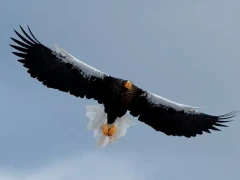 Steller's sea eagle in Rausu, Japan.