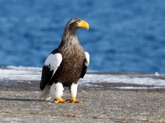 Steller's sea eagle in Rausu, Japan.