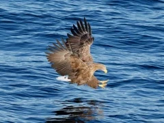 White-tailed eagle in Rausu, Japan.