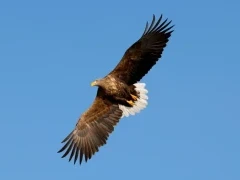 White-tailed eagle in Rausu, Japan.
