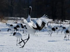 Red-crowned crane in Japan.