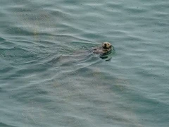 Sea otter in Japan