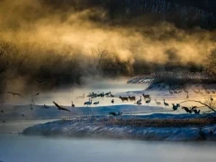 Sika deer & Japanese cranes in Japan.