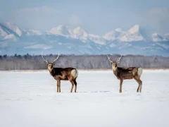 Sika deer in Japan.