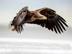 White-tailed sea eagle in Japan.