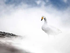 Whooper swan in Japan.