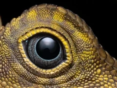 Anglehead lizard in Borneo.