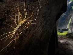Cave centipede in Borneo.